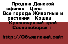  Продаю Данской сфинкс › Цена ­ 2 000 - Все города Животные и растения » Кошки   . Красноярский край,Сосновоборск г.